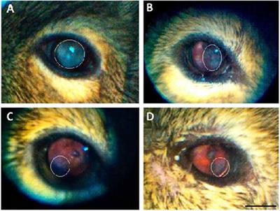 Ocular Health of Octodon degus as a Clinical Marker for Age-Related and Age-Independent Neurodegeneration